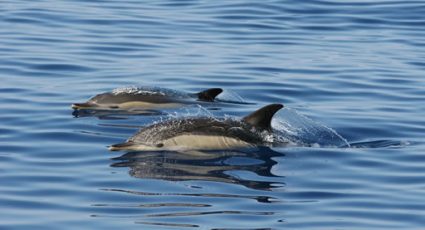golfinhos-vida-marinha
